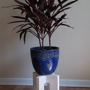 Op de afbeelding: Een kamerplant met donkerrode en groene bladeren in een glanzende blauwe keramische pot. De pot staat op een kleine, witte, houten plantenstandaard. De standaard heeft een geometrisch ontwerp.