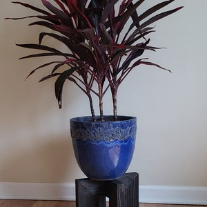 Op de afbeelding: Een kamerplant met levendige rode en groene bladeren in een glanzende blauwe keramische pot. De pot staat op een donkere houten plantenstandaard. De plant staat binnen, tegen een neutrale muur en een houten vloer.