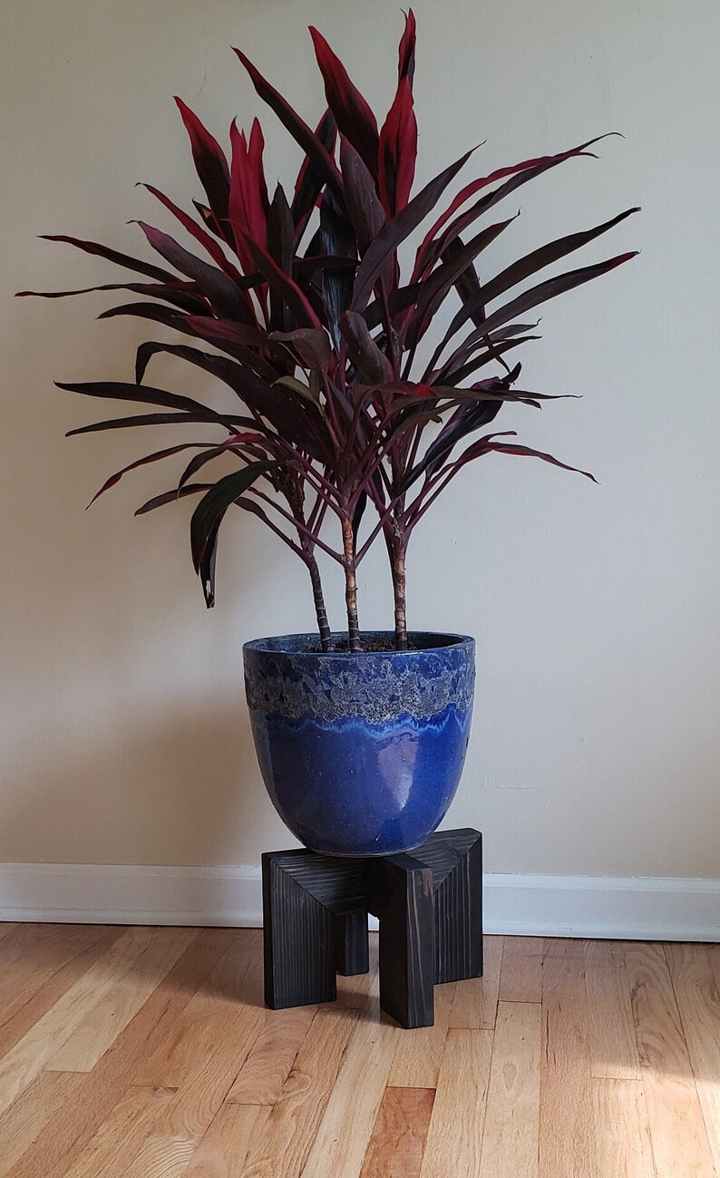 Op de afbeelding: Een kamerplant met levendige rode en groene bladeren in een glanzende blauwe keramische pot. De pot staat op een donkere houten plantenstandaard. De plant staat binnen, tegen een neutrale muur en een houten vloer.