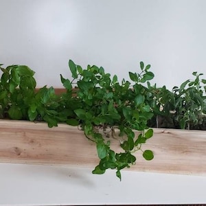 Cedar Wood planter box Cedar planter box  Cedar boxes wooden window boxes custom lengths available just ask.
