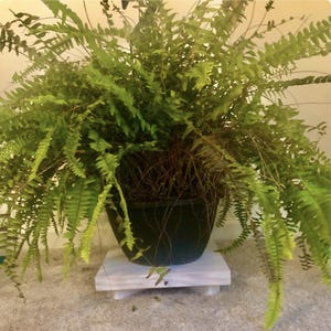 Plant stand wood plant riser pedestal Table top plant stand stool Gifts many colors, shapes and size options available image 12