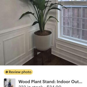 Op de afbeelding: Een grote potplant met brede groene bladeren staat op een donkerhouten plantenstandaard. De plant staat in een lichtgrijze pot. De standaard is vierkant en staat in een hoek bij een raam.