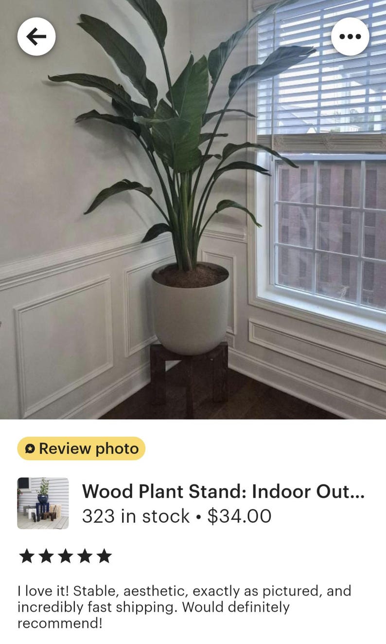 Op de afbeelding: Een grote potplant met brede groene bladeren staat op een donkerhouten plantenstandaard. De plant staat in een lichtgrijze pot. De standaard is vierkant en staat in een hoek bij een raam.