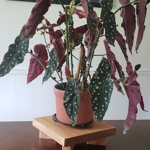 May include: A houseplant with green leaves with white spots and reddish-brown stems sits in a terracotta pot on a wooden plant stand with four legs.
