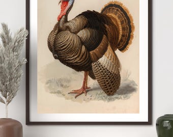 May include: A framed print featuring a detailed illustration of a turkey. The turkey has brown and black feathers, a red wattle, and a blue head. The artwork is set against a neutral background, with the print framed in a dark wooden frame. The print is displayed on a white shelf.