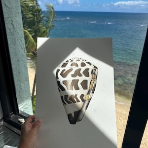Hand-Painted Hebrew Cone Shell Giclee Print