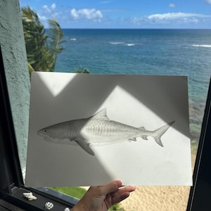 Hand-Painted Tiger Shark Giclee Print