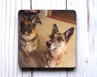 Op de afbeelding: Twee bruine en zwarte Duitse herdershonden die naar de camera kijken. De hond links staat en de hond rechts zit.