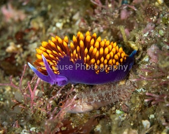 Ravenous is a 5x7 photographic print of a Spanish shawl nudibranch with an 8x10 double bevel mat and backing