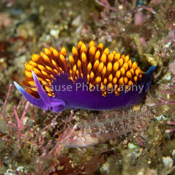 Ravenous is a 5x7 photographic print of a Spanish shawl nudibranch with an 8x10 double bevel mat and backing