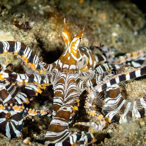 Wunderpus is a 5x7 photograph of a wunderpus octopus with an 8x10 mat & backing image 1