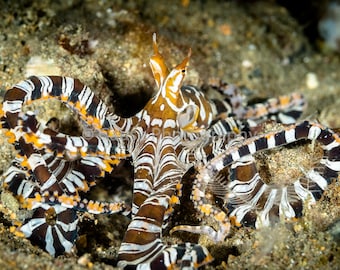 Wunderpus is a 5x7 photograph of a wunderpus octopus with an 8x10 mat & backing