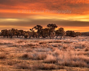 South Loop Snag #1 is a landscape photograph at dawn in the Bosque del Apache, San Antonio, NM. Printed in house with quality materials