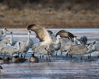 Dawn Dancing is a wildlife photography of a Sandhill crane posturing at dawn in the roost. Printed in house using archival grade materials.