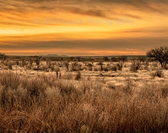 A New Beginning is a landscape photograph of a field growing after a planned burn to remove invasive species. Bosque del Apache, NM