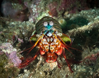 Peacock Mantis Shrimp 2