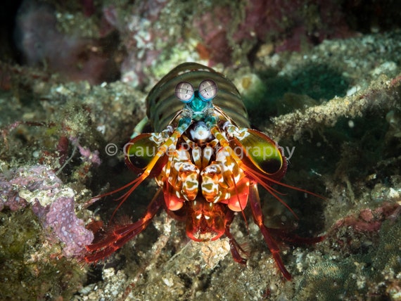 Peacock Mantis Shrimp 2 Etsy