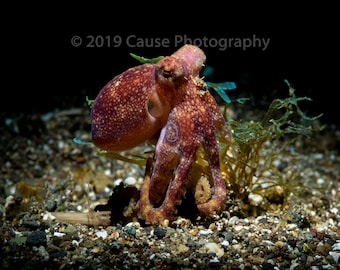 Awaiting Goliath is a sea life photograph of a Poison Ocellate octopus. Offered starting with a 5 x 7 print with a double mat & backer