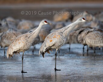 A Leg to Stand On is a couple of Sandhill cranes considering liftoff from the evening roost. Printed in house with archival grade materials.