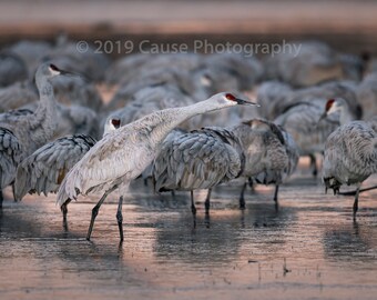 Under Consideration is a photo of a Sandhill crane about to liftoff from the evening roost. Printed in house with archival grade materials.