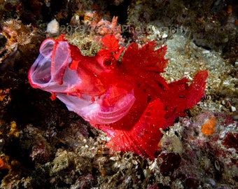 Simply Red is a photograph of a Paddle-flap scorpionfish, one of six rhinopias species. A 5 x 7 picture with a 8 x 10 double mat and backer.