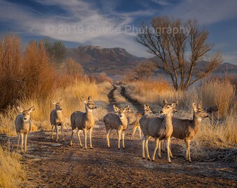 Doe's Crossing - An early morning capture of a group of mule deer does crossing the road. Printed in-house using archival grade materials.