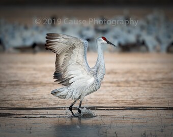 Morning Stroll shows a sandhill strolling across the shallow waters of the evening roost. Printed in house with archival grade materials.