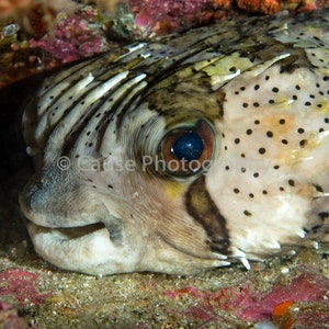 Hi There is a balloonfish 5x7 photograph with an 8x10 double bevel mat
