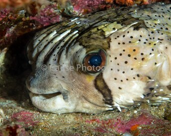 Hi There is a balloonfish 5x7 photograph with an 8x10 double bevel mat