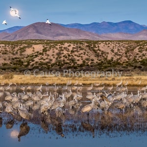 May include: A flock of sandhill cranes stand in a shallow body of water with their reflections visible. The cranes are facing the camera and are in a variety of poses. The water is a light blue color and the background is a blurry image of a mountain range and a field of dry grass.