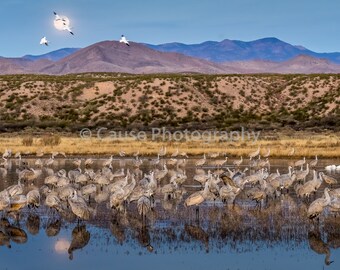 Sleeping Pond Moon - Sandhill cranes in a protective pond prior to the dawn lift-off to forage. Snow geese in the moon. Bosque del Apache
