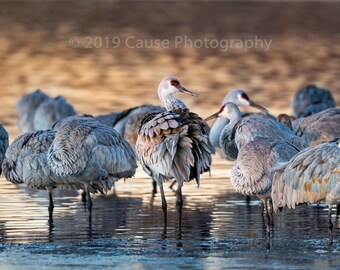Golden Morning is a wildlife photo of a Sandhill crane awakening at dawn in the roost. Printed in house using archival grade materials.