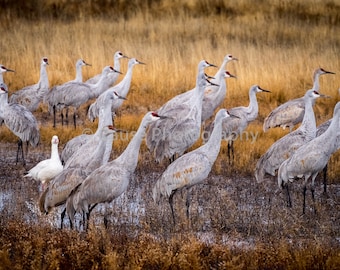 A 5x7 print titled "Really" with an 8x10 double bevel may. A Snow goose finds itself alone amongst the sandhill cranes