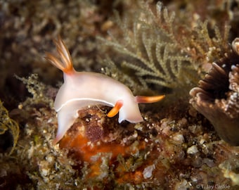 Tiny Dancer is a 5x7 photograph of a hypselodoris nudibranch with an 8x10 dbl bevel mat & backing