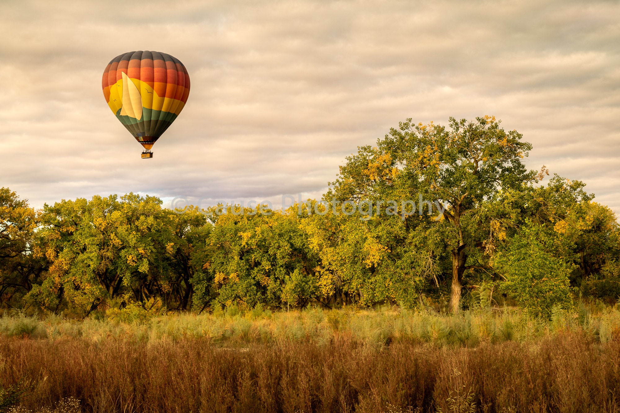 Hot Air Balloon Over the Bosque Rio Grande River Albuquerque photo image
