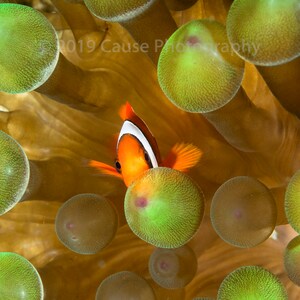 Clowning Around is a 5x7 photographic print of a clownfish with an 8x10 double bevel mat