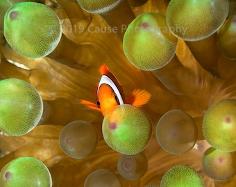 Clowning Around is a 5x7 photographic print of a clownfish with an 8x10 double bevel mat