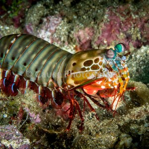 May include: A close-up of a colorful mantis shrimp with large, iridescent eyes. The shrimp is camouflaged against a background of rocks and coral.