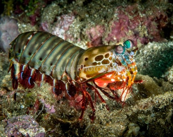Peacock Mantis Shrimp is a 5x7 photograph with a 8x10 double bevel mat & backing
