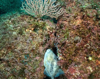 Hauntingly Familiar is a 5x7 underwater photograph with an 8x10 double bevel mat