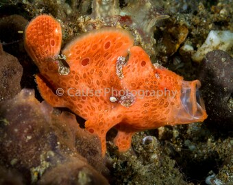 Big Yawn a frogfish sea life photograph with an 8 x 10 double bevel mat & backer