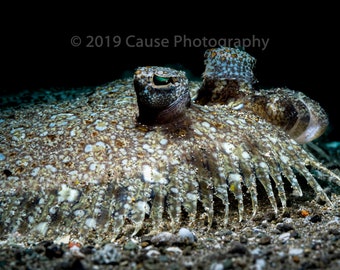 Eye of the Sole is a sea life photograph of a blotched sole. A 5 x 7 picture with a double mat and backer.