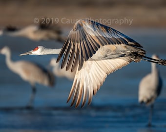 Cruisin' is a Sandhill crane in flight heading to the fields to forage for the day. Printed in house with archival grade materials.