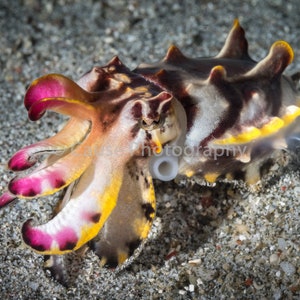 Flamboyant Cuttlefish is a 5x7 photograph with an 8x10 double mat and backing
