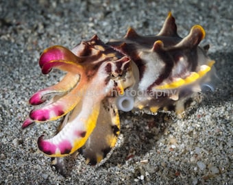 Flamboyant Cuttlefish is a 5x7 photograph with an 8x10 double mat and backing