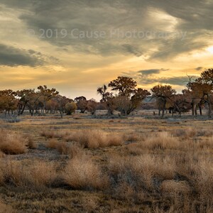 May include: A wide shot of a field with dry grass and scattered trees. The sky is a mix of gray and yellow, with clouds creating a dramatic effect. The trees are bare, with some leaves still clinging to the branches. The scene is peaceful and serene.