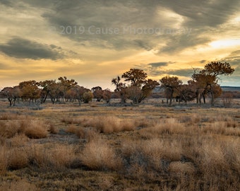 South Loop Snag #2 is a landscape photograph taken in the Bosque del Apache wildlife refuge. Printed in house using archival grade materials