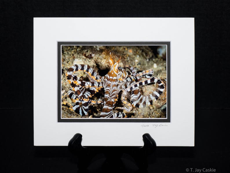 Wunderpus is a 5x7 photograph of a wunderpus octopus with an 8x10 mat & backing image 2