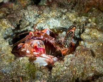 Holed Up is a 5 x 7 photograph of a mantis shrimp with an 8x10 double bevel mat