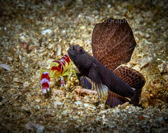 Roomies is a sea life photograph of a magnificent shrimpgoby and its' cohabitant red banded pistol shrimp. A 5 x 7 picture with 8 x 10 mat
